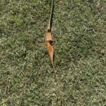 BEAR GRIZZLY 58" 50#@28" RH RECURVE