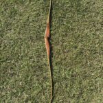 BEAR KODIAK SPECIAL 66" 50#@28" RH RECURVE