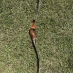 BROWNING NOMAD STALKER 52" 45@28" RH RECURVE