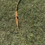 BEAR BOWS POLAR 66" 46@28" RH RECURVE