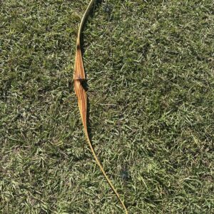 BEAR BOWS POLAR 66" 46@28" RH RECURVE