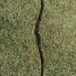 BEAR BOWS SUPER KODIAK 64" 43@28" RH RECURVE