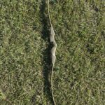 WENGERD ARCHERY CHAMOIS 62" 46#@28" lLH LONG BOW