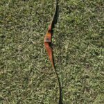 BEAR KMAG 52" 50#@28" RH RECURVE