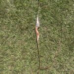 BEAR LITTLE BEAR 48" 20#@24" RH/LH RECURVE