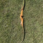 BEAR BOWS KODIAK SPEACIAL 66" 45@28" RH RECURVE