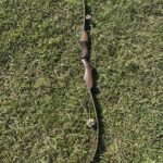 STALKER WOLVERINE FXT 64" 55#@30" RH RECURVE 3 PC