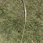 21st century long bow 66in  72@28 edge rh long bow