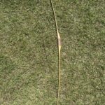 BEAR CUB 62" 42#@28" RH/LH LONG BOW