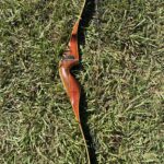 BEAR BOWS KMAG 52" 45@28" RH RECURVE